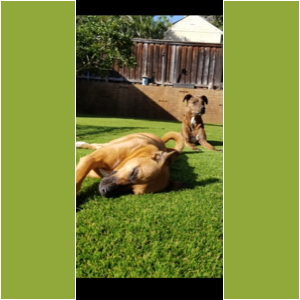 pet friendly turf installation
