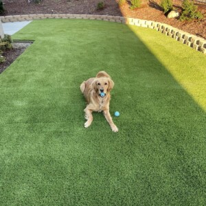 best artificial pet turf