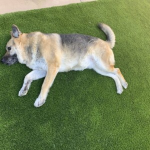 artificial pet turf installation