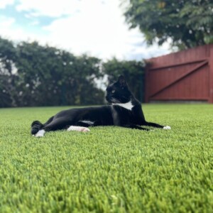 install pet turf San Diego