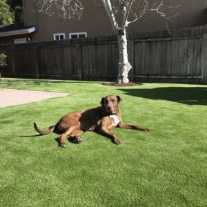 install pet turf